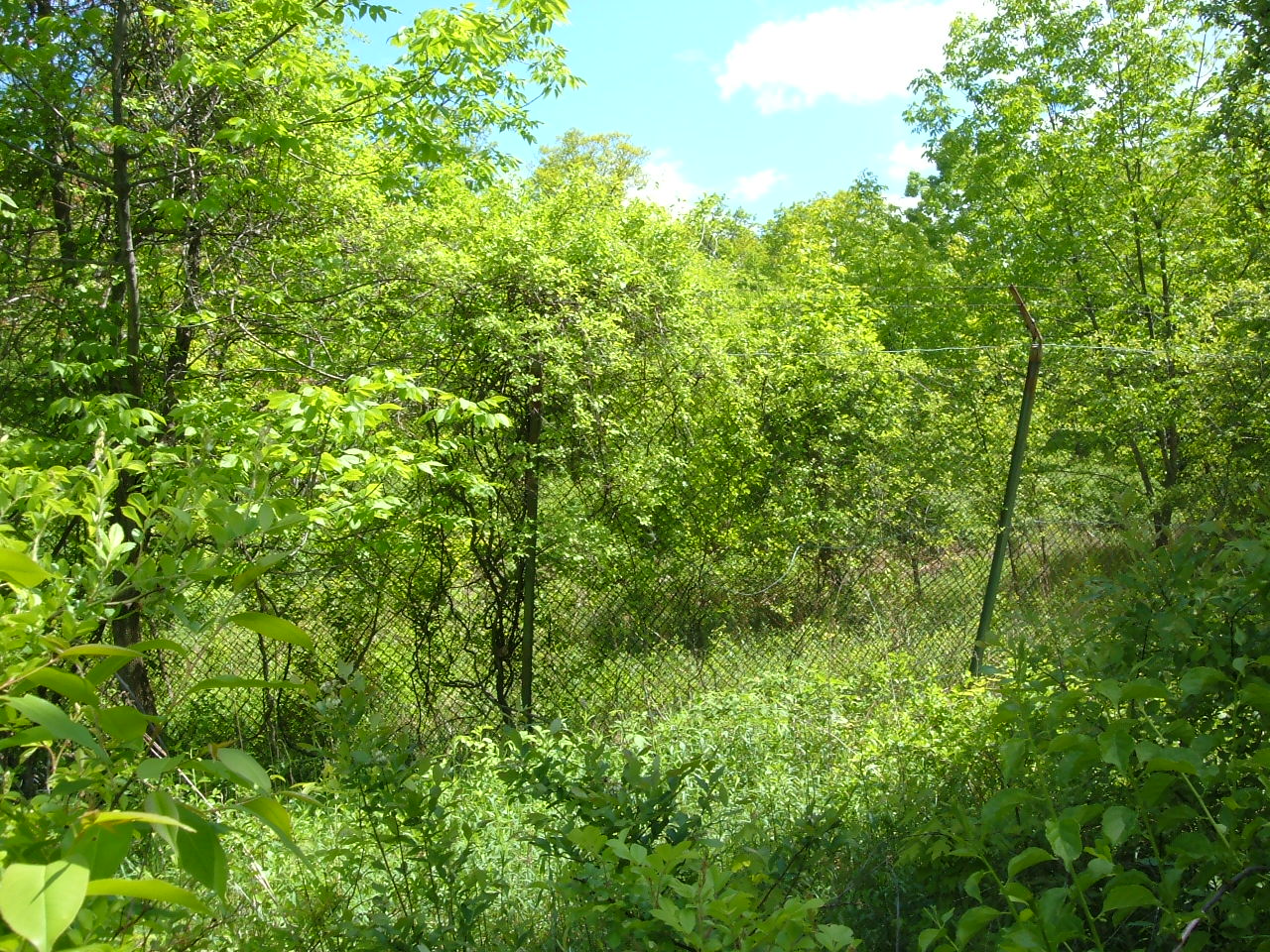 a look back at jungle habitat